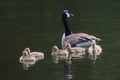 Mother Goose with her newborn offspring in the city pond