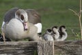 Mother goose keeping an eye on her goslings Royalty Free Stock Photo