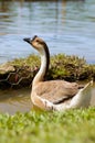 Mother goose Royalty Free Stock Photo