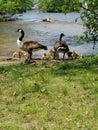 A mother Goose protecting her baby family Royalty Free Stock Photo