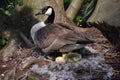 Mother goose sitting on nest Royalty Free Stock Photo