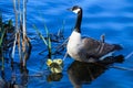 A mother goose watches her goslings as they explore by the shore