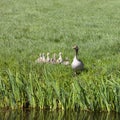 Mother goose and young geese in green grass of spring meadow