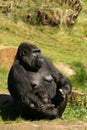 Mother gorilla with baby in the hand