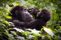 Mother gorrilla playing with her baby in a forest in Uganda Royalty Free Stock Photo