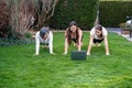 Mother, grandmother and teen daughter practicing fitness lesson online outdoors in garden at quarantine