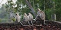 Mother Gray Langur also known as Hanuman Langur with her baby.