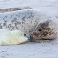 A mother gray seal and her cub stick their noses together.