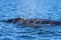 Mother Gray whale with calf, Eschrichtius Robustus, in the San Ignacio Lagoon, Baja California, Mexico Royalty Free Stock Photo