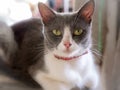 Mother Gray White Cat Sitting and Staring on The Pot