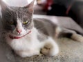 Mother Gray White Cat Sitting and Staring on The Pot