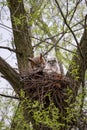 Mother Great Horned Owl with Owlet, Markham, Ontario Royalty Free Stock Photo