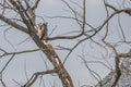 A mother Great Horned Owl and two of her young in a tree Royalty Free Stock Photo