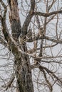 A mother Great Horned Owl and two of her young in a tree Royalty Free Stock Photo