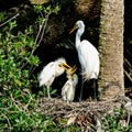 A Great Egret and her Nestlings Royalty Free Stock Photo