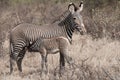 Mother Grevy's Zebra with her foal. Royalty Free Stock Photo