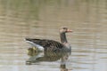 Mother Greylag Goose Anser anser out with their young goslings. Royalty Free Stock Photo