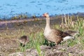 Mother greylag goose or graylag goose (Anser anser) with chicks walking around in the wet grassland Royalty Free Stock Photo