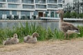 Mother Greylag goose with two goslings Royalty Free Stock Photo