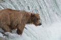 Mother grizzly bear catching Salmon at the top of a waterfall