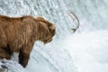 Mother Grizzly bear misses an opportunity to catch a salmon - Brook Falls - Alaska