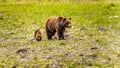Mother Grizzly Bear with two young Cubs wandering through Jasper National Park Royalty Free Stock Photo
