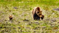 Mother Grizzly Bear with two young Cubs wandering through Jasper National Park Royalty Free Stock Photo