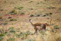 Mother guanaco feeding its baby Royalty Free Stock Photo