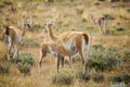 Mother guanaco feeding its baby Royalty Free Stock Photo