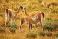 Mother guanaco feeding its baby Royalty Free Stock Photo