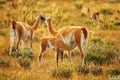 Mother guanaco feeding its baby Royalty Free Stock Photo