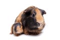 Mother Guinea Pig and her baby Royalty Free Stock Photo