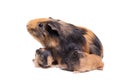 Mother Guinea Pig and her baby Royalty Free Stock Photo