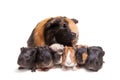 Mother Guinea Pig and her six babies Royalty Free Stock Photo