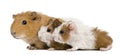 Mother Guinea Pig and her two babies Royalty Free Stock Photo