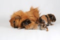 A mother guinea pig with her two cubs resting. Selective focus on white background. Royalty Free Stock Photo