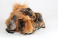 A mother guinea pig with her two cubs resting. Selective focus on white background. Royalty Free Stock Photo