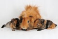 A mother guinea pig with her two cubs resting. Selective focus on white background. Royalty Free Stock Photo