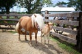 Mother Haflinger Horse and Baby Newborn Foal in Farm Pen Royalty Free Stock Photo