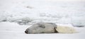 Mother harp seal cow and newborn pup Royalty Free Stock Photo