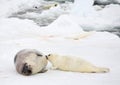 Mother harp seal cow and newborn pup