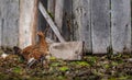 Mother hen brooding her chicks Royalty Free Stock Photo