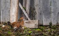 Mother hen brooding her chicks Royalty Free Stock Photo