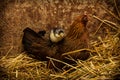 Mother Hen Cares for New Chicks Royalty Free Stock Photo