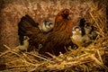 Mother Hen Cares for New Chicks Royalty Free Stock Photo