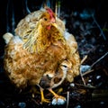 Mother hen and chick Royalty Free Stock Photo
