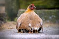 Mother hen chicken with cute tiny baby chicks all protected beneath her wings keeping warm outdoors only their 12 legs visible Royalty Free Stock Photo