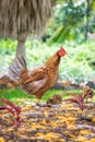 Mother hen with chicks