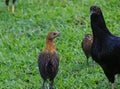 Mother hen and chicks looking for food, a farm, Ateuk Lueng Ie, Aceh Royalty Free Stock Photo