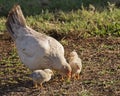 Mother Hen with chicks